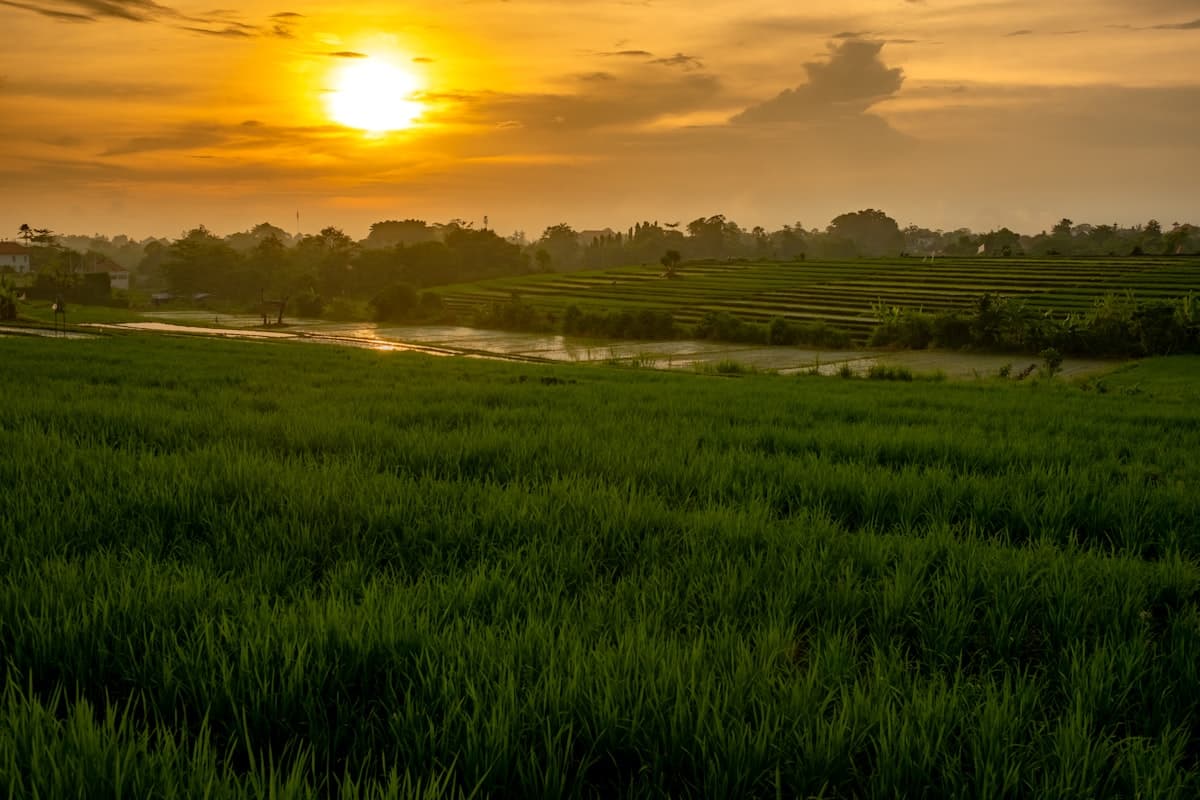 What Nobody Tells You About Staying in Canggu: Real Costs, Hidden Spots, and Honest Downsides